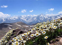 ������ ���� �������� ������ ����