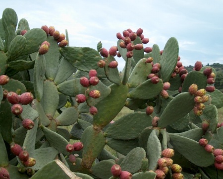 ��������� �����, �������