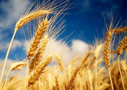 ��������: ������ �� ������ ���������� �����, ������ �����, ����������� ������ � ������