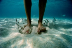 � ��������� ����������� ������ ��������� ���������