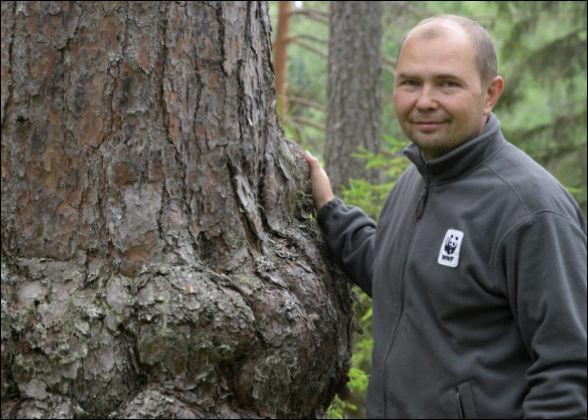 Русский лес уничтожают не китайцы, а российские чиновники